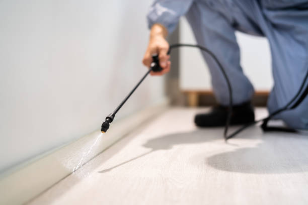 Licensed Wasp Removal service in Lincolnia, VA - Show Me Pest Control