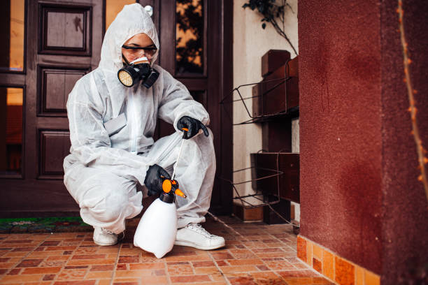 Reliable Wasp Removal contractor in Lincolnia, VA by Show Me Pest Control